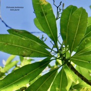 Ochrosia borbonica.bois jaune.apocynaceae.endémique Réunion Maurice. (1).jpeg